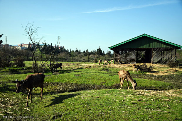 Iranian red deer