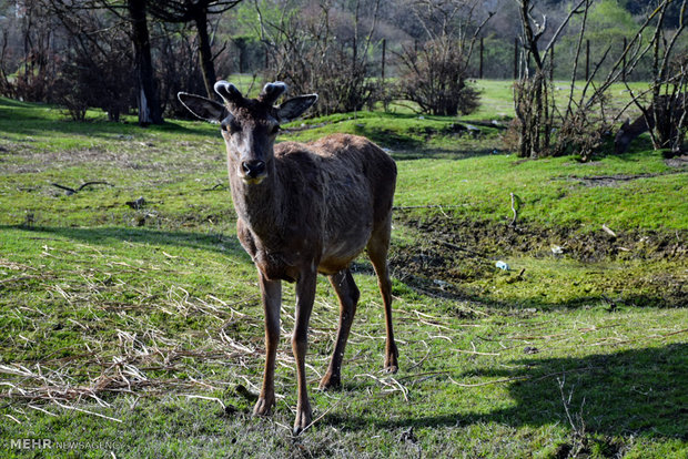 Iranian red deer