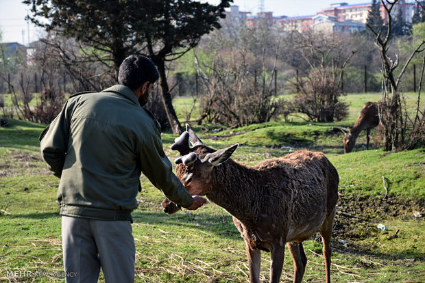 Iranian red deer