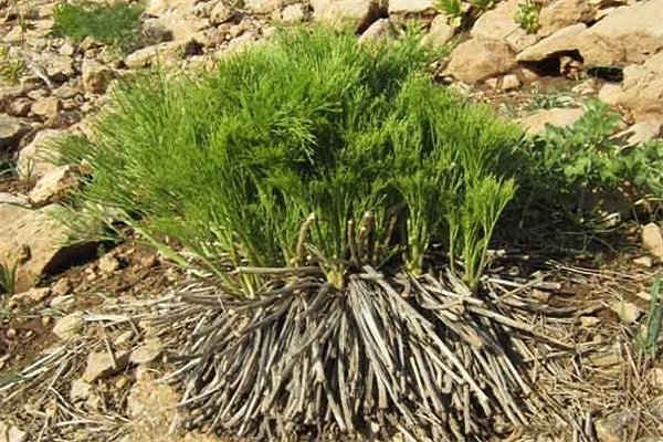 بهره برداری از گیاه باریجه در ۵ هزار هکتار از مراتع تهران