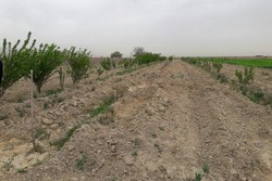 بسیجیان بوشهری در خوزستان ۵۰ هکتار درخت‌کاری می‌کنند