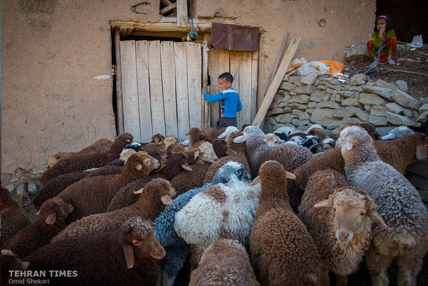 A little shepherd is opening the sheepfold door to let the herd in. The villagers earns money from animal husbandry. Handicraft making and farming are other sources of income.