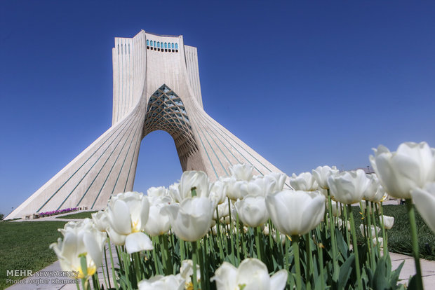 Spring of tulips in Tehran