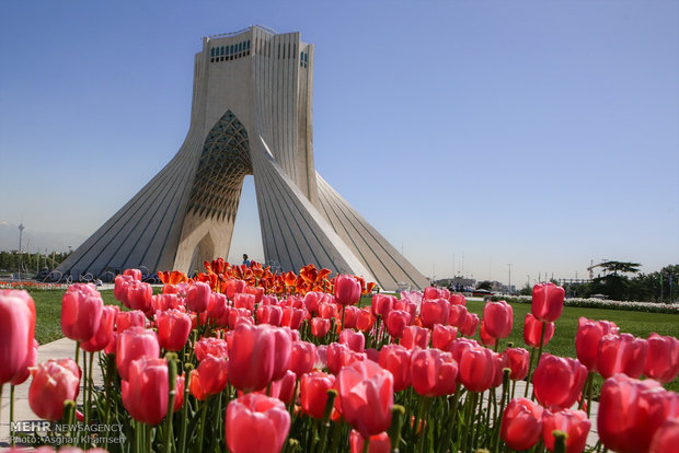 Spring of tulips in Tehran