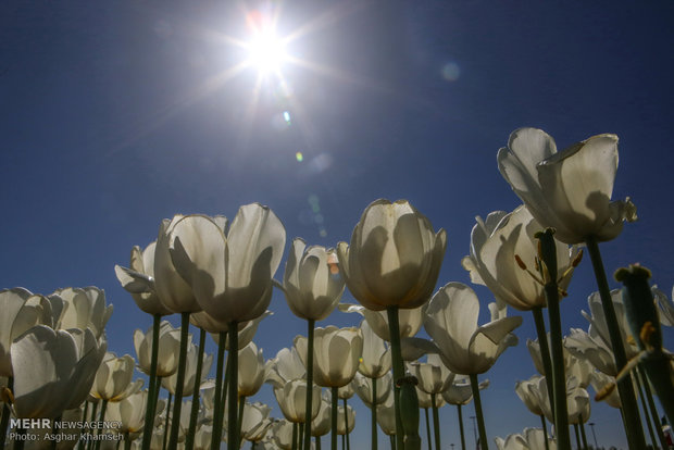 Spring of tulips in Tehran