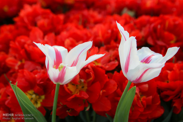 Spring of tulips in Tehran