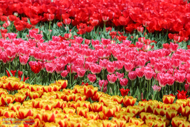 Spring of tulips in Tehran