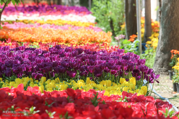 Spring of tulips in Tehran