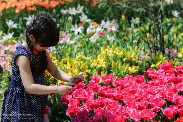 Spring of tulips in Tehran