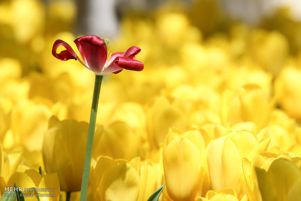 Spring of tulips in Tehran