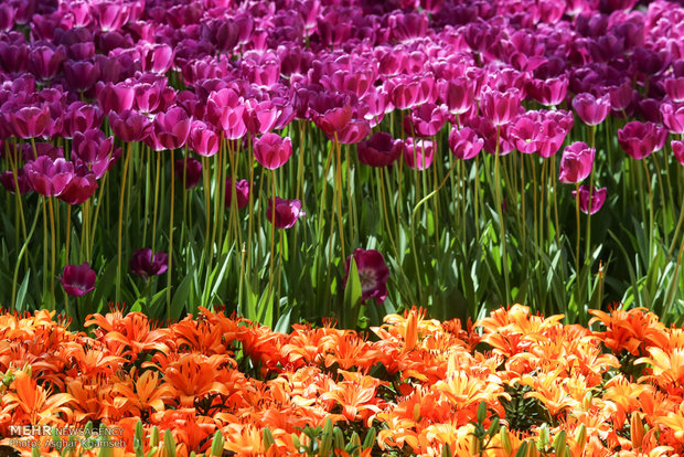 Spring of tulips in Tehran