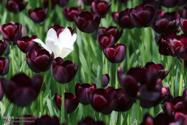 Spring of tulips in Tehran