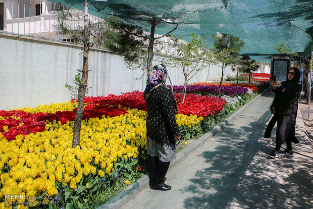 Spring of tulips in Tehran