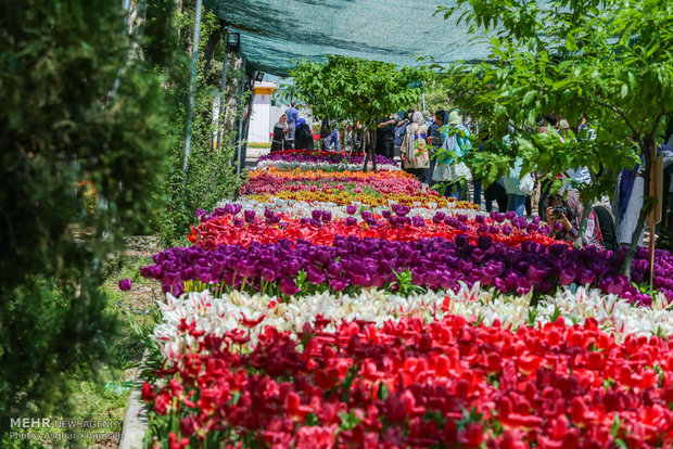 Spring of tulips in Tehran