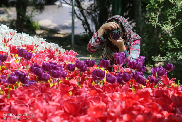 Spring of tulips in Tehran