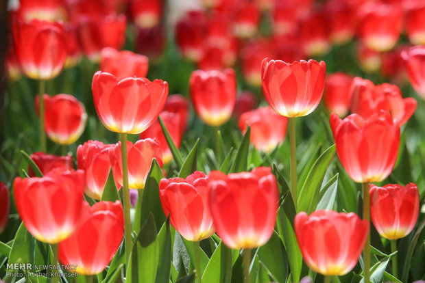 Spring of tulips in Tehran