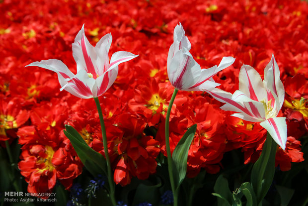 Spring of tulips in Tehran