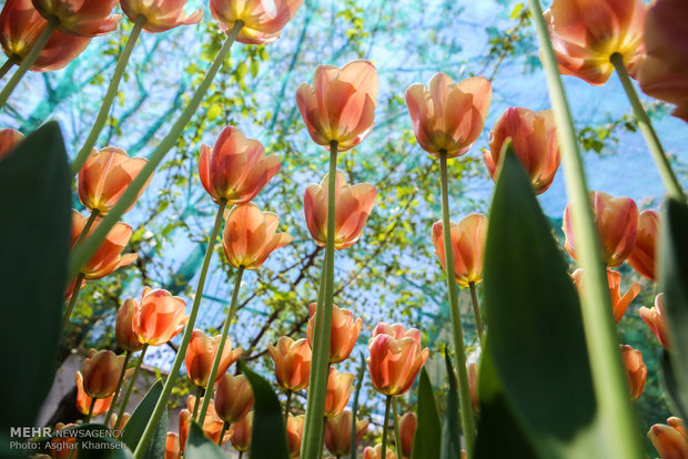 Spring of tulips in Tehran