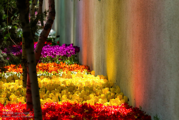 Spring of tulips in Tehran