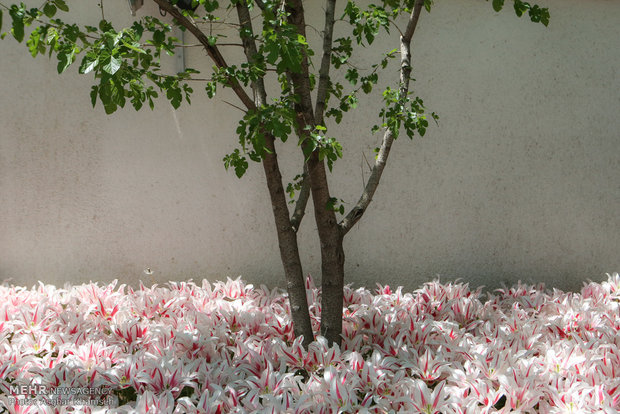 Spring of tulips in Tehran