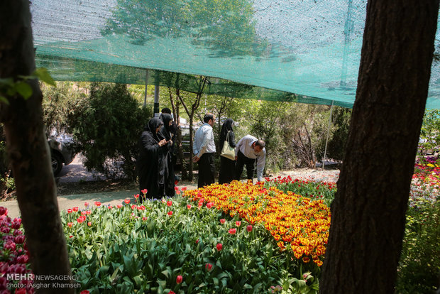 Spring of tulips in Tehran