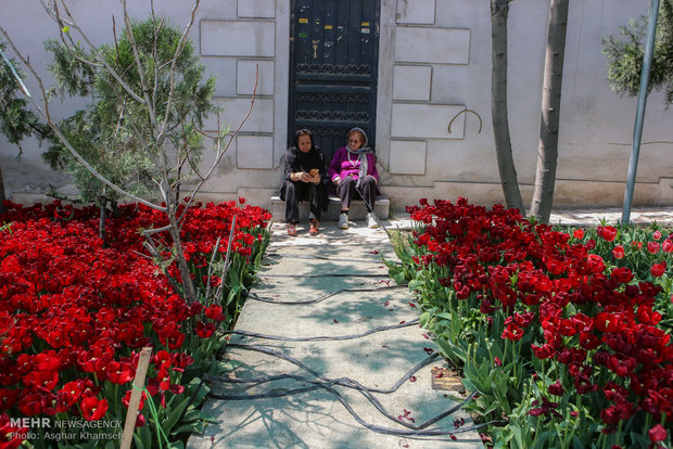 Spring of tulips in Tehran