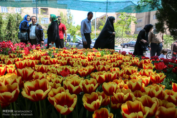 Spring of tulips in Tehran