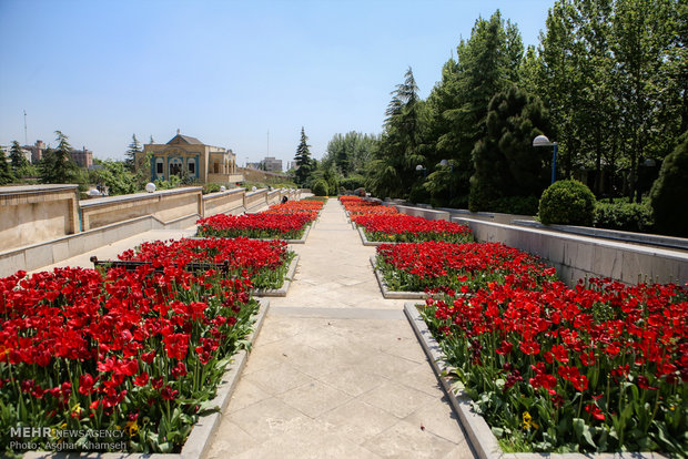 Spring of tulips in Tehran