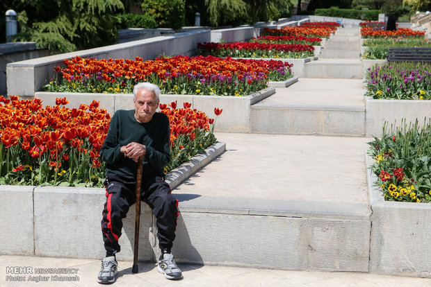 Spring of tulips in Tehran