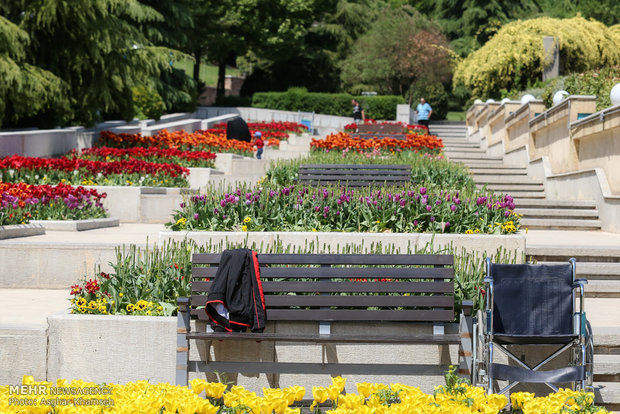 Spring of tulips in Tehran