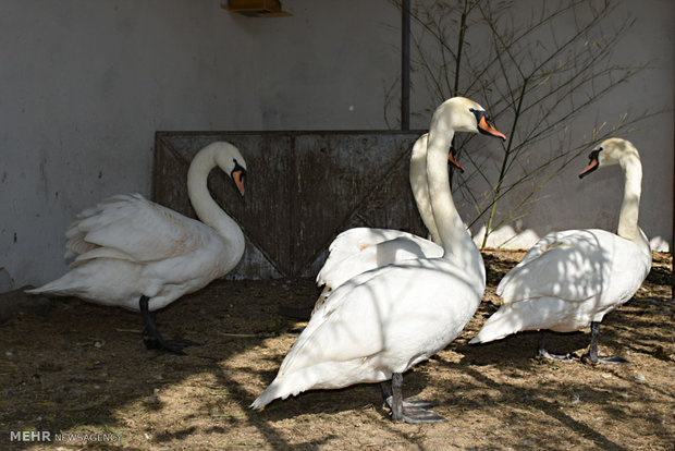 Astara home to rare species of birds