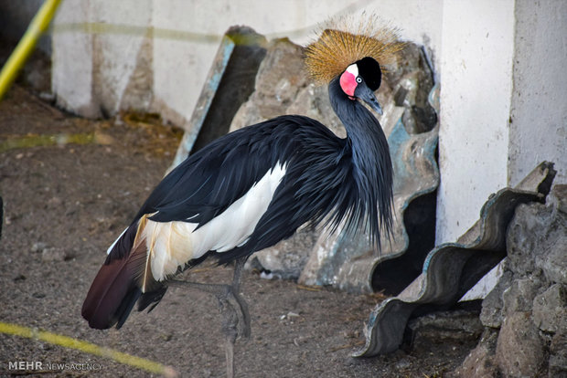 Astara home to rare species of birds