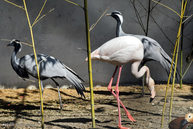 Astara home to rare species of birds