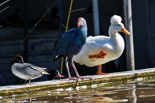 Astara home to rare species of birds