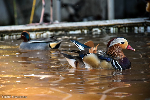 Astara home to rare species of birds