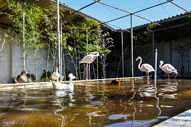 Astara home to rare species of birds