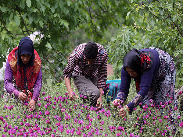 ۳۴۰ تن «گل گاو زبان» از باغات گیلان برداشت می شود