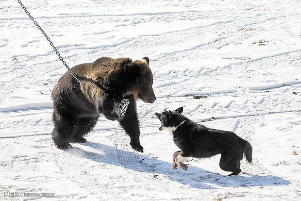 حمله سگ های شکاری به خرس