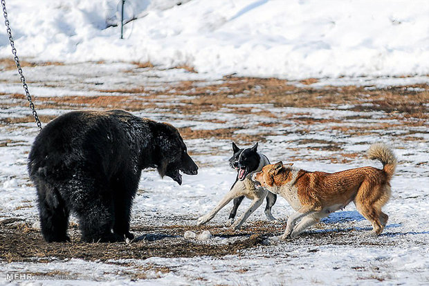 حمله سگ های شکاری به خرس