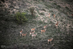 ممنوعیت شکار در مناطق حفاظت شده و اراضی جنگلی مازندران