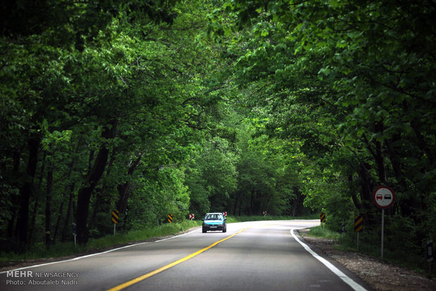 احداث جاده جایگزین برای میان گذر پارک ملی گلستان ضرورت دارد