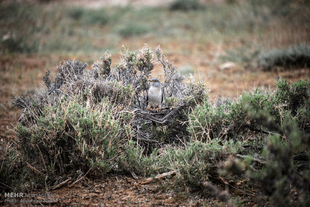 فريق سويدي صديق للطيور يزور حديقة كلستان الوطنية في ايران