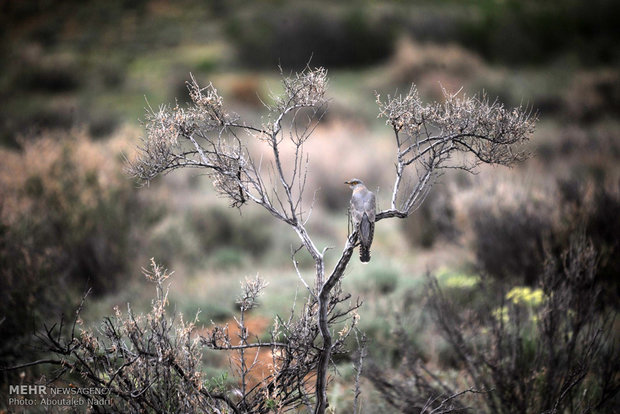 Golestan Natl. Park hosts Swedish birdwaching group