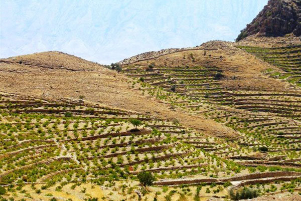 افتتاح طرح توسعه باغات در اراضی شیبدار دورود