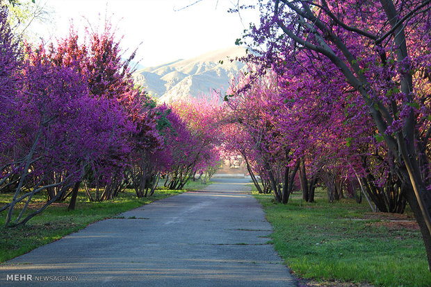 Spring in Iran's Natl. Botanical Garden