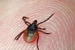 دامدار شهرکردی به تب کریمه کنگو مبتلا شد/ شناسایی اولین مبتلا