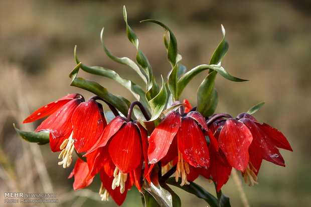 Upside down tulips in Khansar