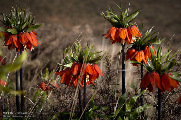 Upside down tulips in Khansar