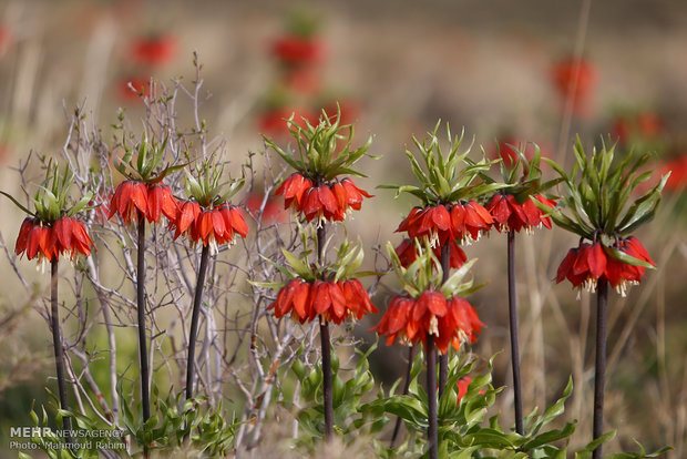 Upside down tulips in Khansar