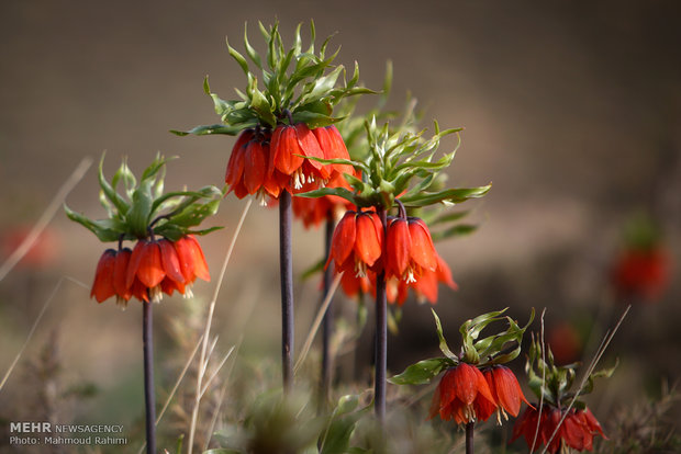 Upside down tulips in Khansar